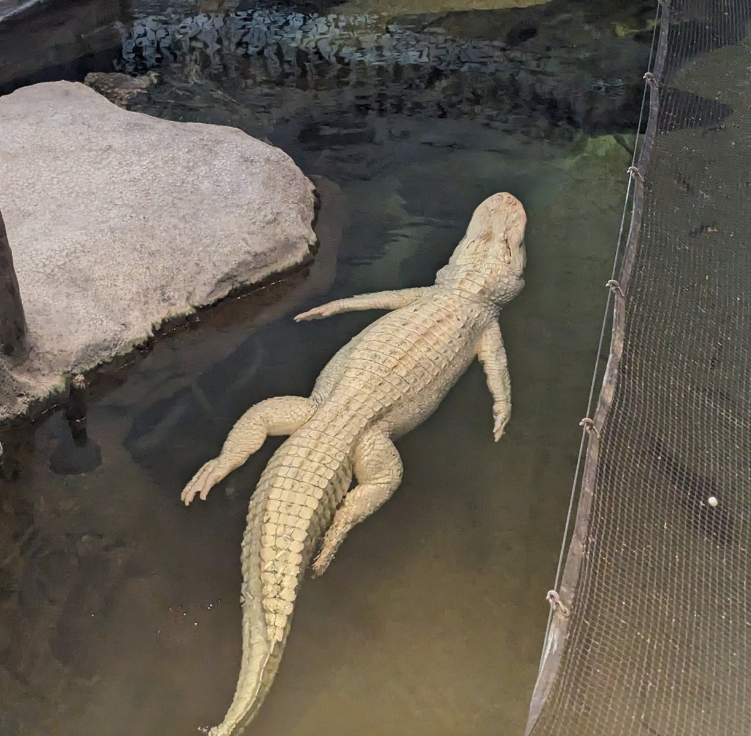 The Anthropic Alligator